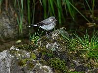 Bachstelze im Jugendkleid auf Fels mit Gras